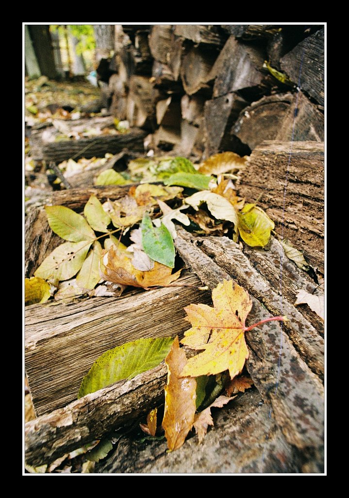 Logs and Leaves