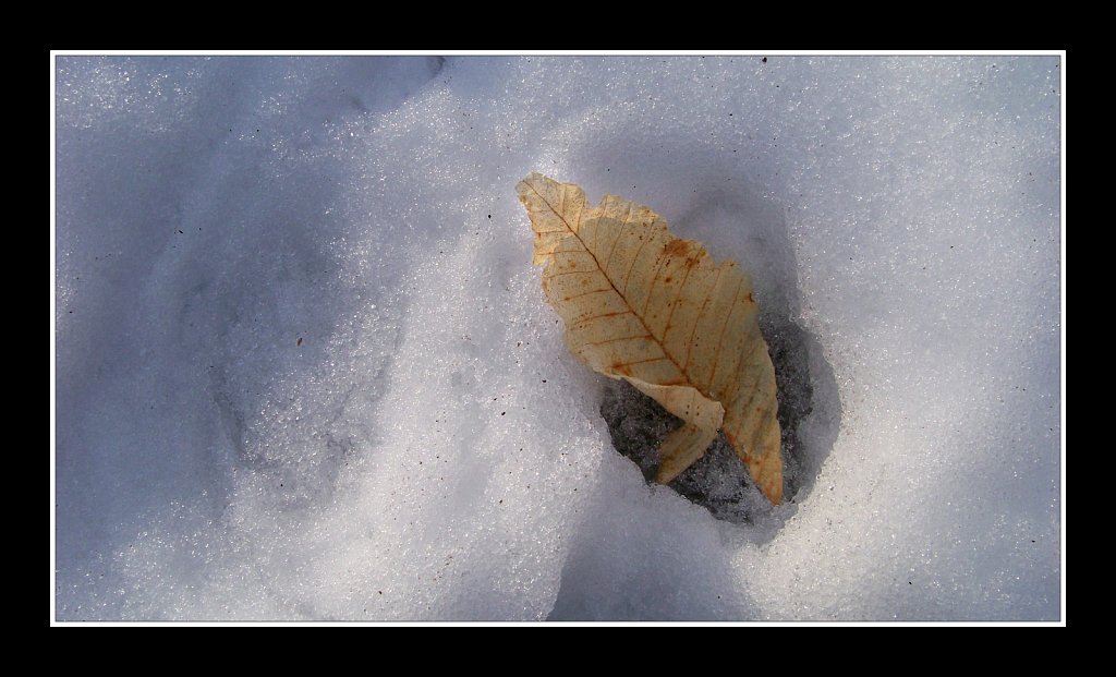 Leaf In Snow