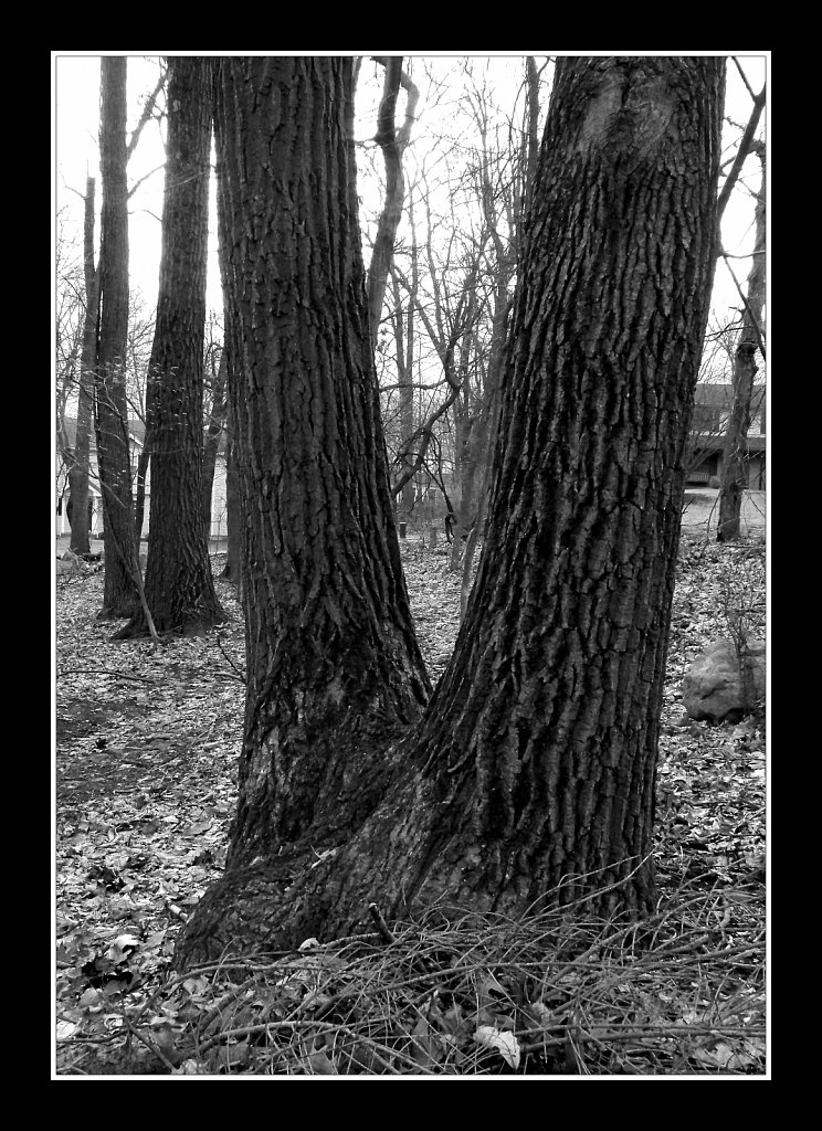 Twin Trunks