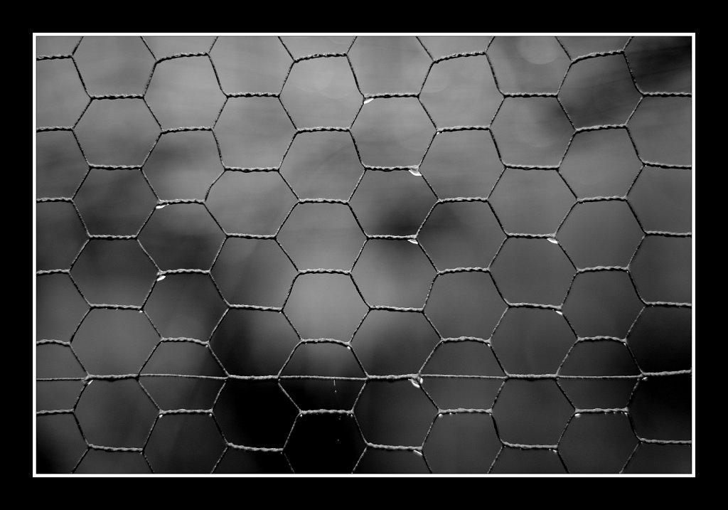 Fenced In