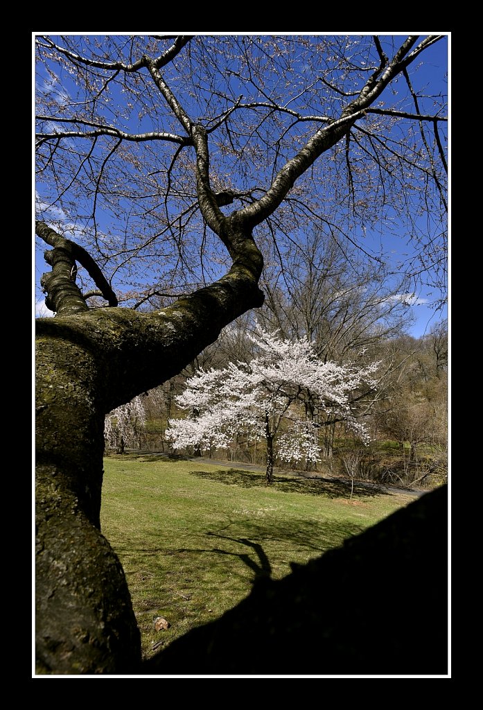 Branch Brook Park