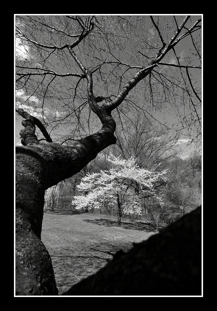 Branch Brook Park