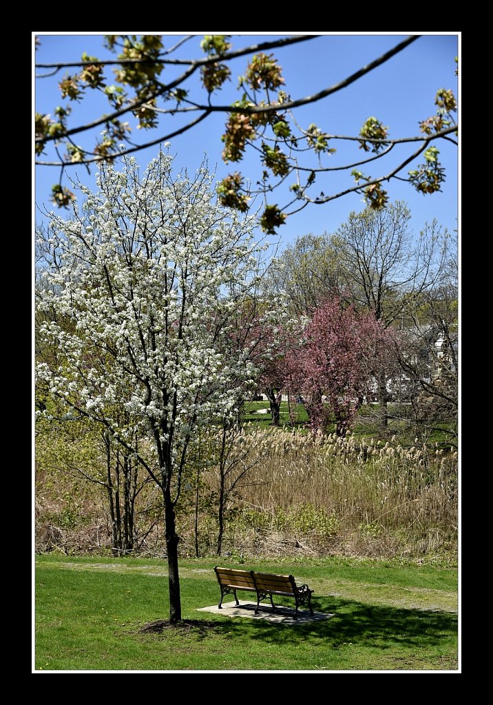 Blossoms at Hurd Park