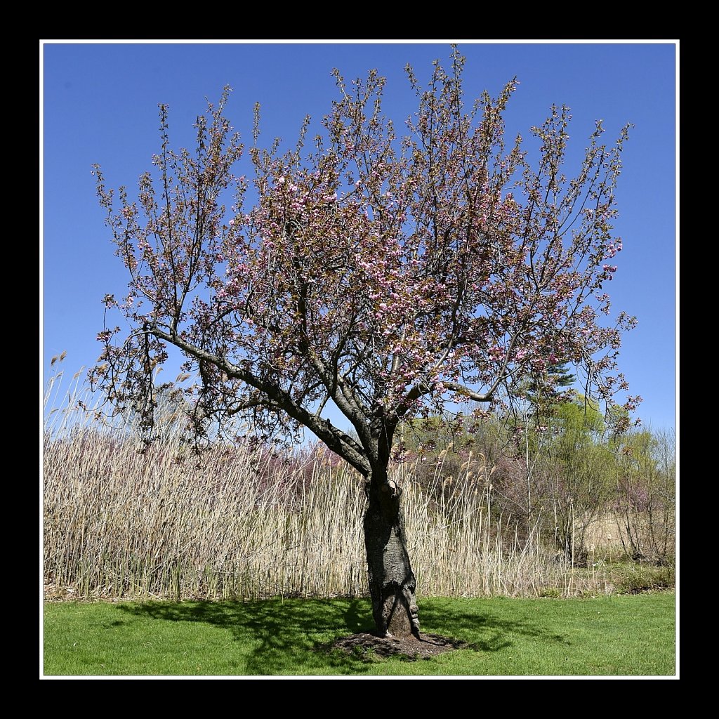 Blossoms at Hurd Park