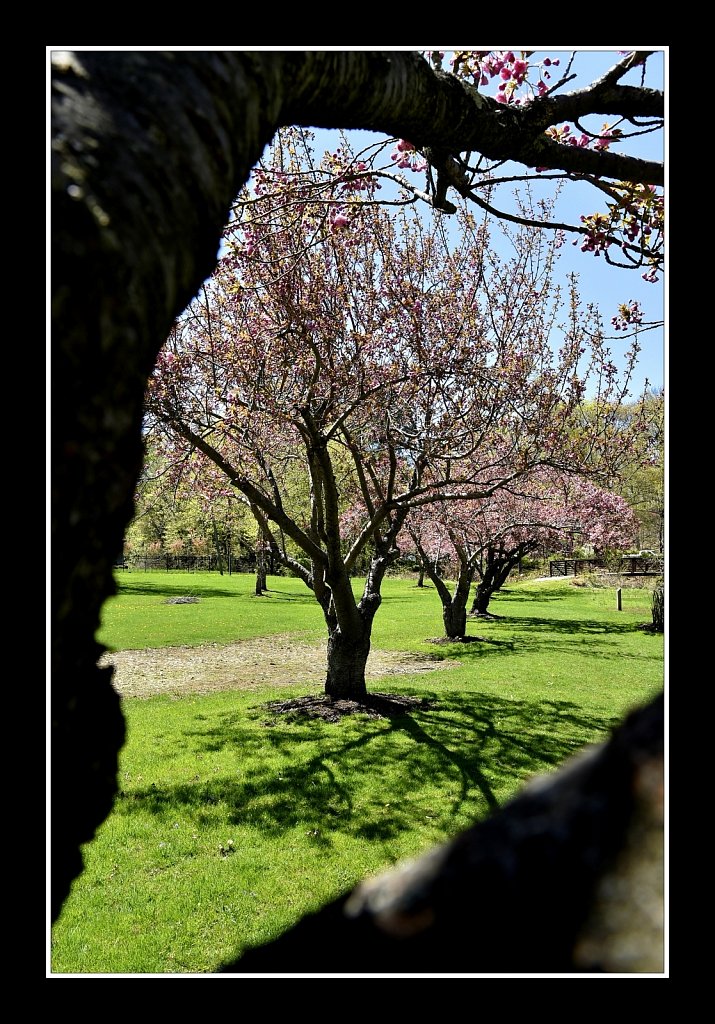 Blossoms at Hurd Park