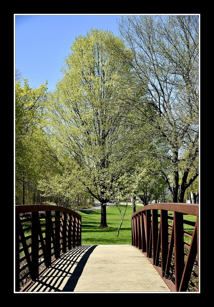 Blossoms at Hurd Park