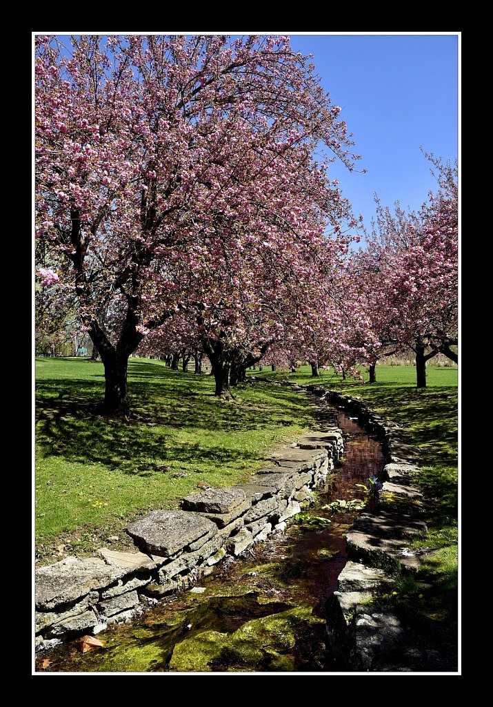 Blossoms at Hurd Park