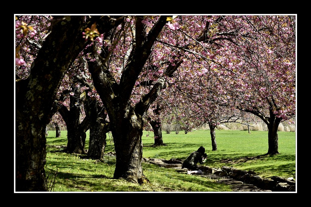 Blossoms at Hurd Park