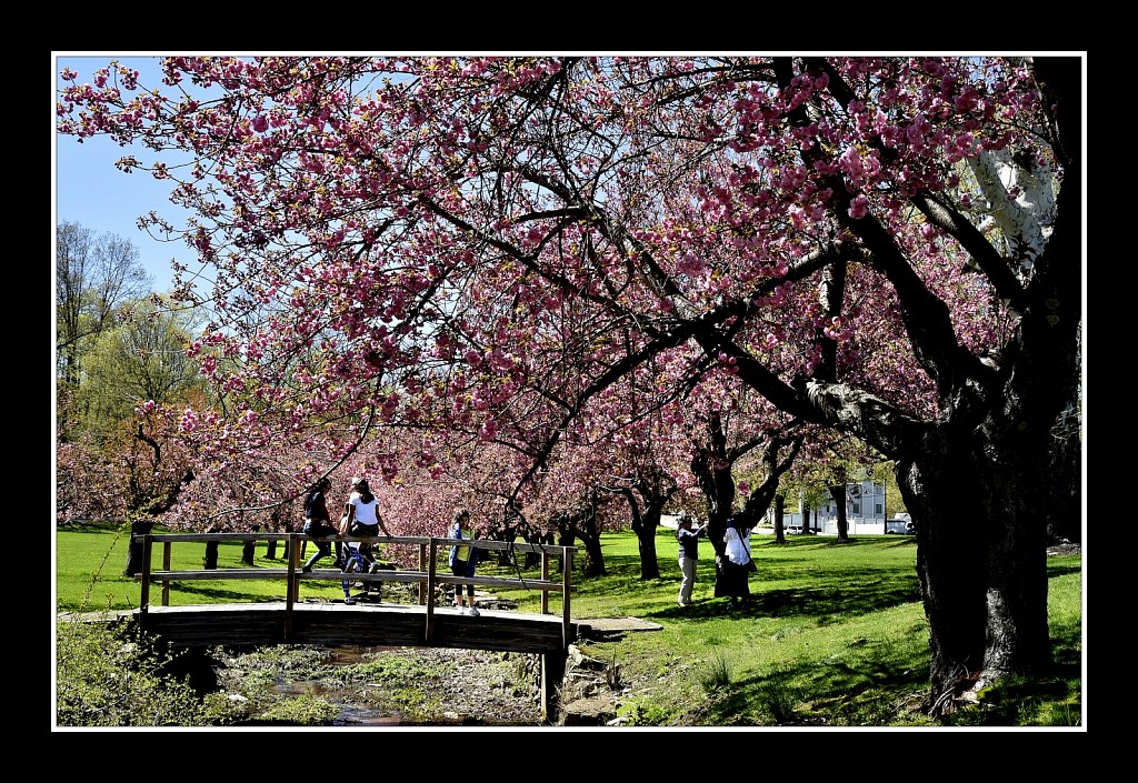 Blossoms at Hurd Park