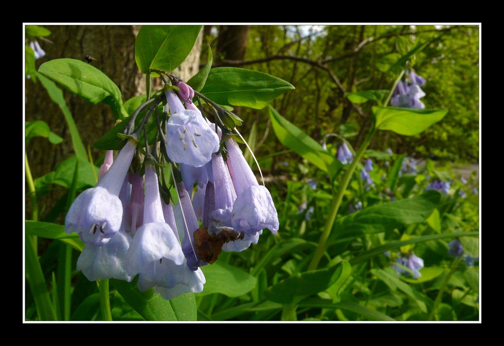 Virginia Bluebells