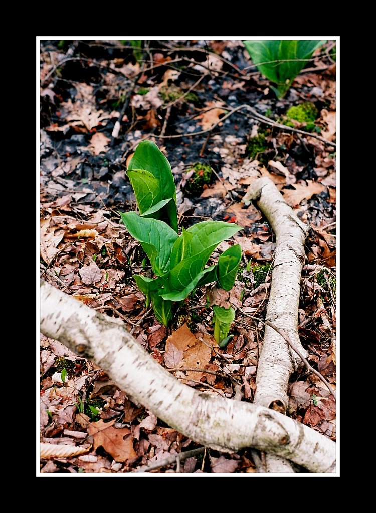 Skunk Cabbage