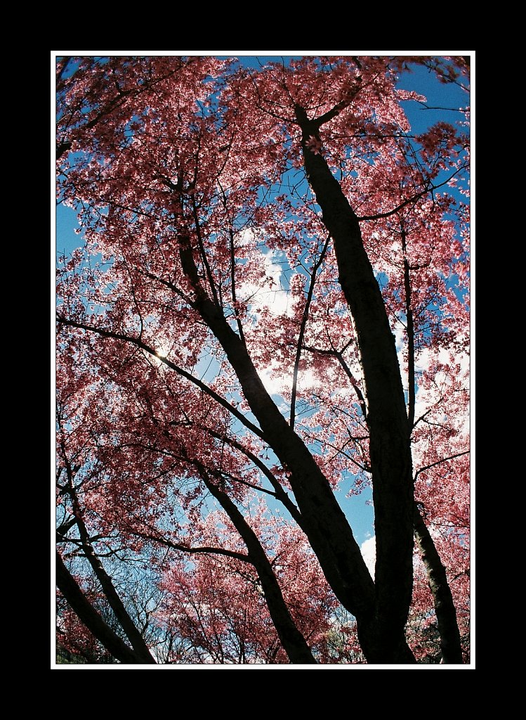 Branch Brook Park