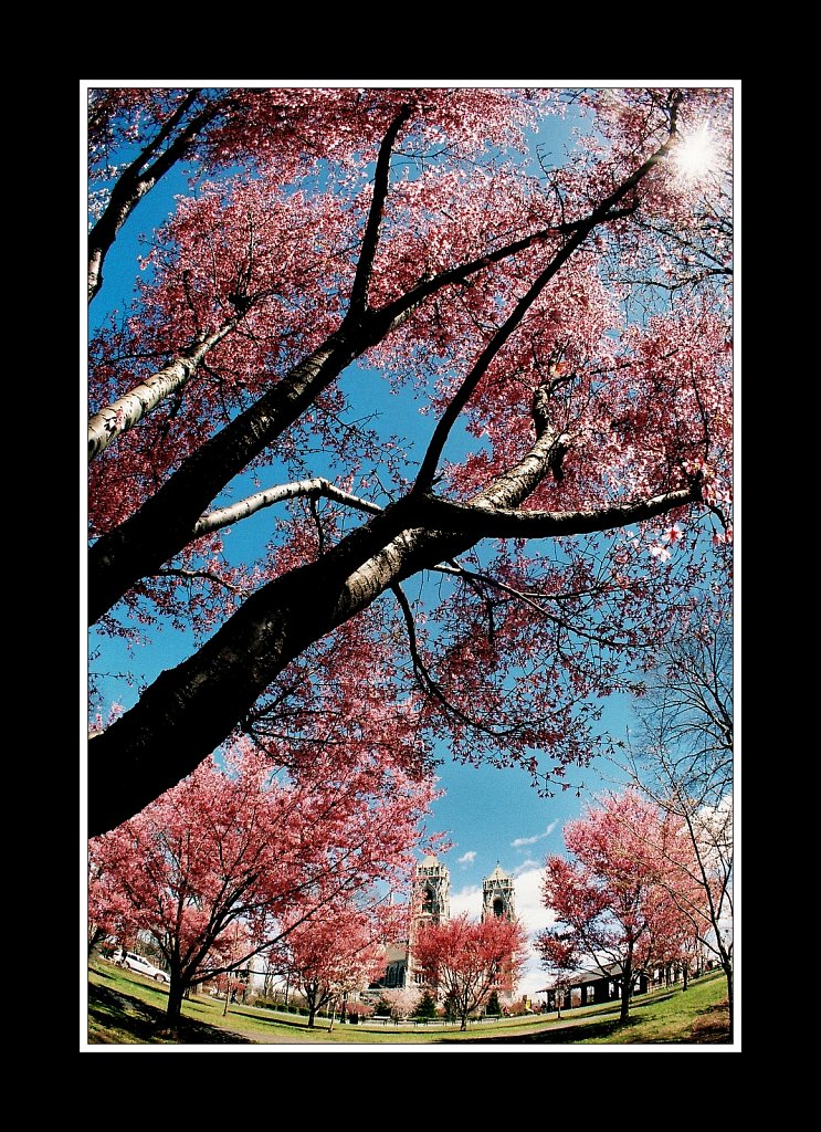 Branch Brook Park