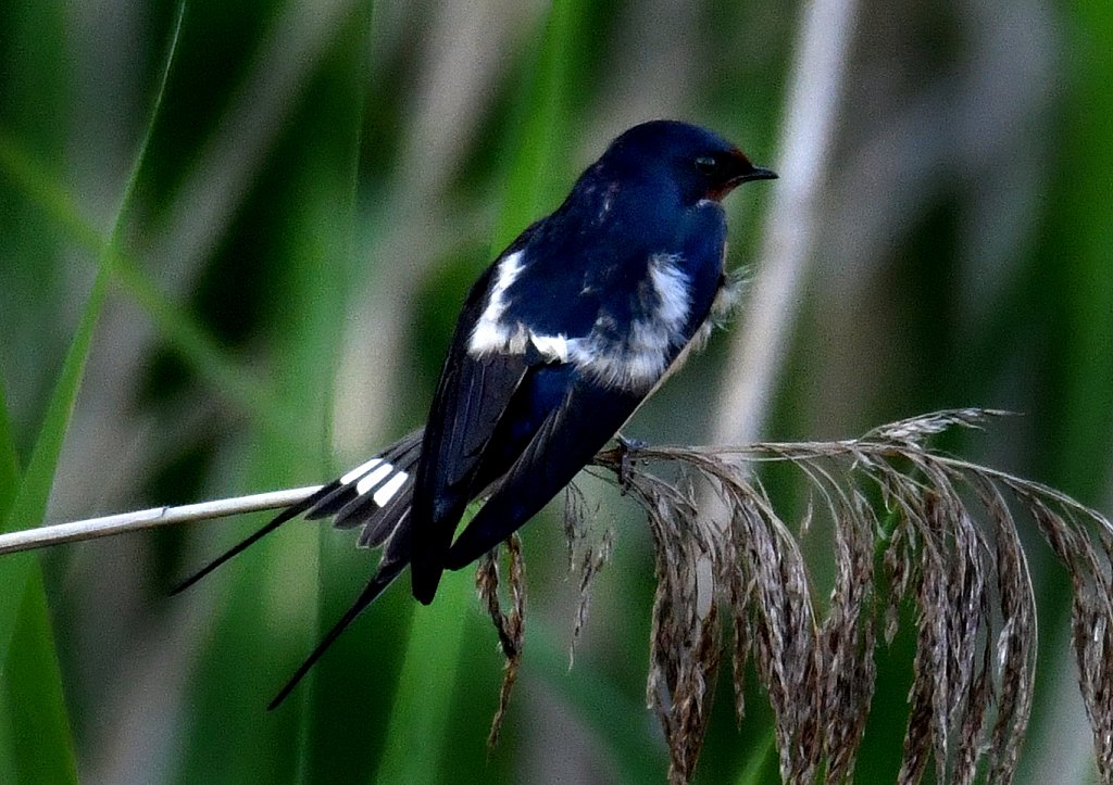 Barn-Swallow-2329.jpg