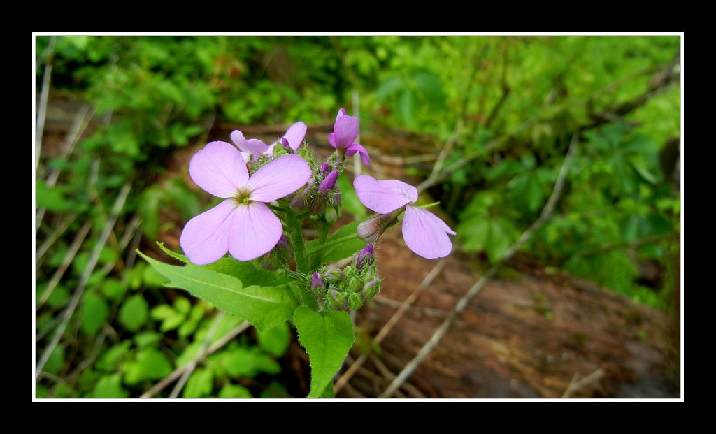 Columbia Trail