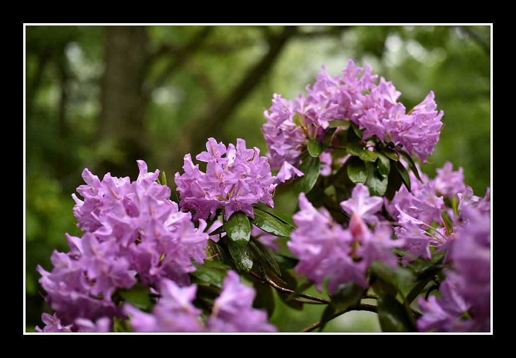 Rhododendron