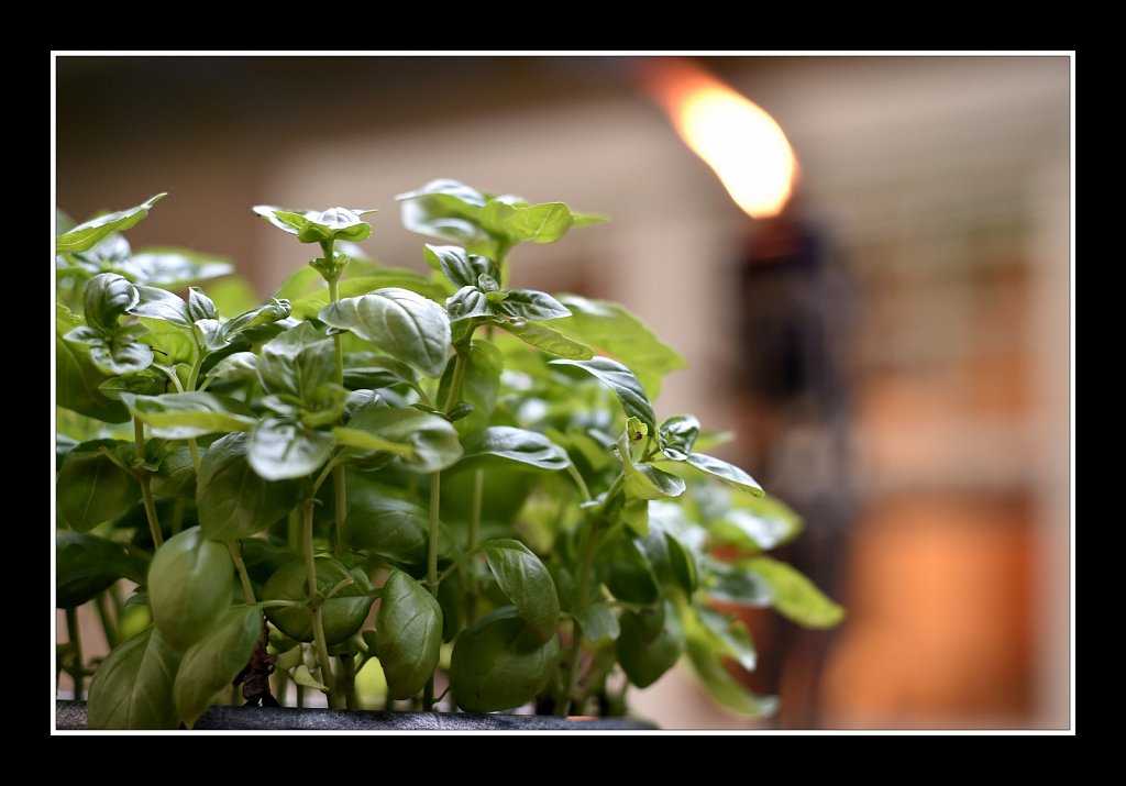 Basil On Deck