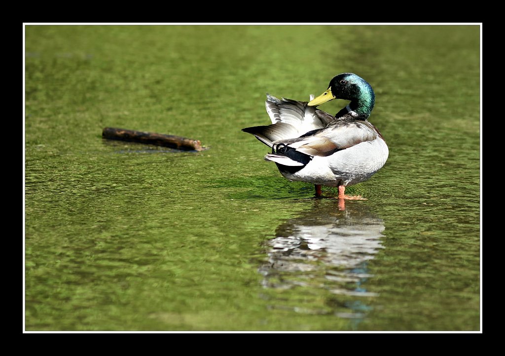 Birds of New Jersey