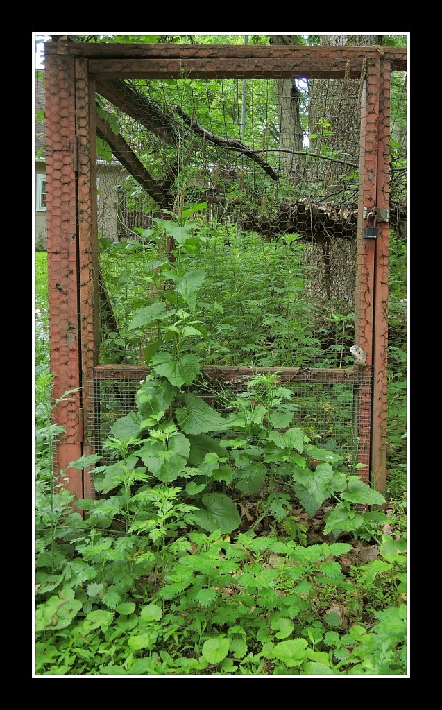 Overgrown