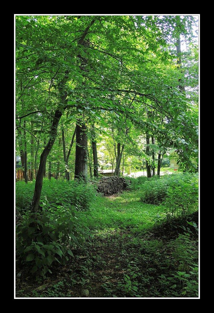 Backyard View