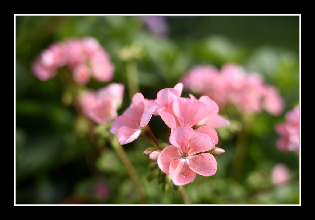 Pretty In Pink