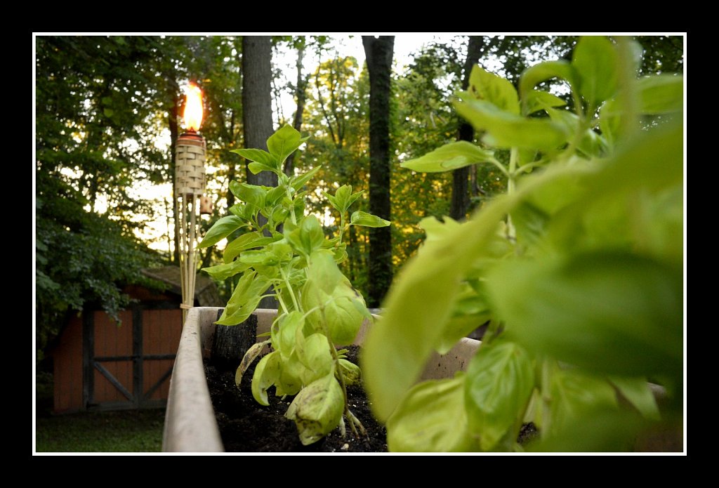 Basil At Dusk