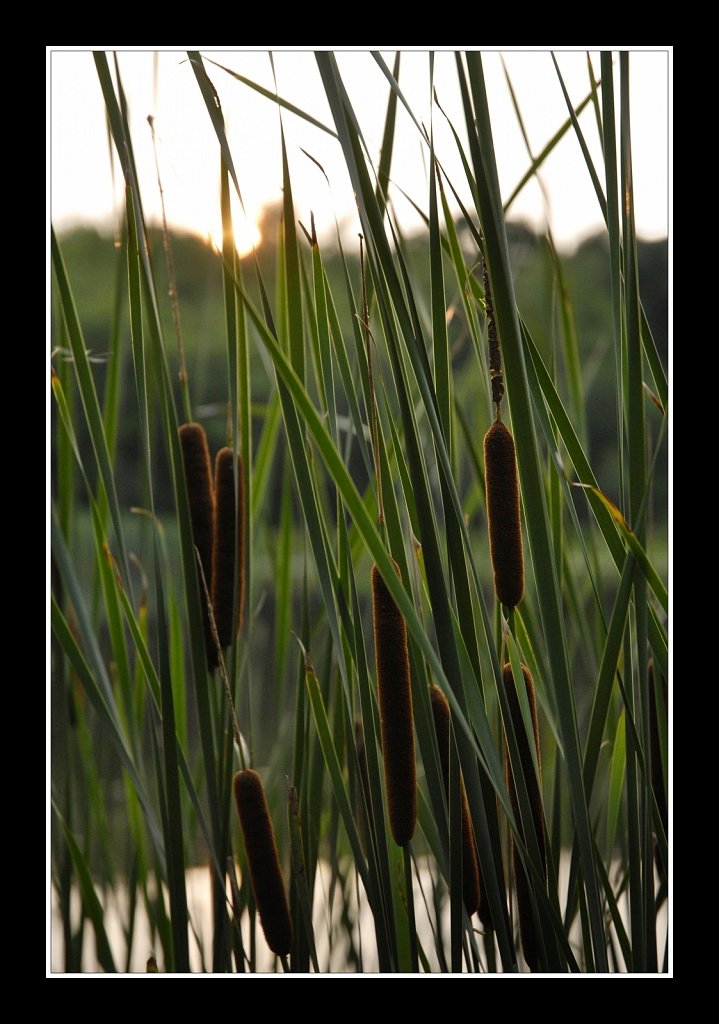 Teetertown Preserve 