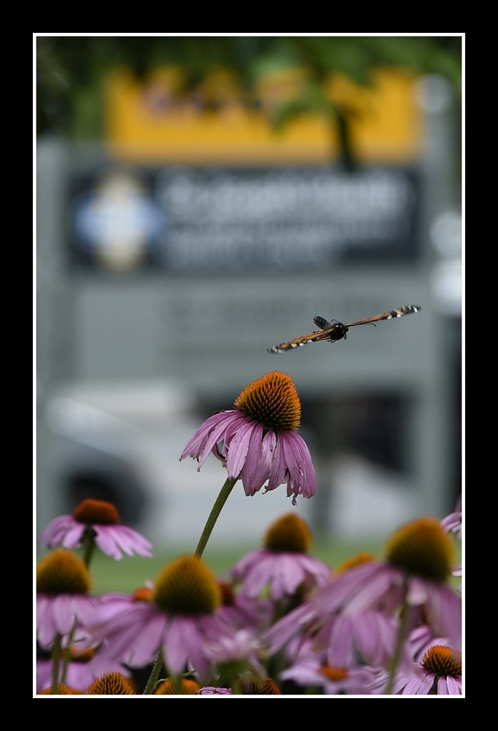 Monarch Butterfly