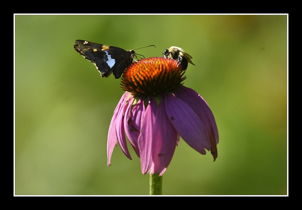 Silver Spotted Skipper