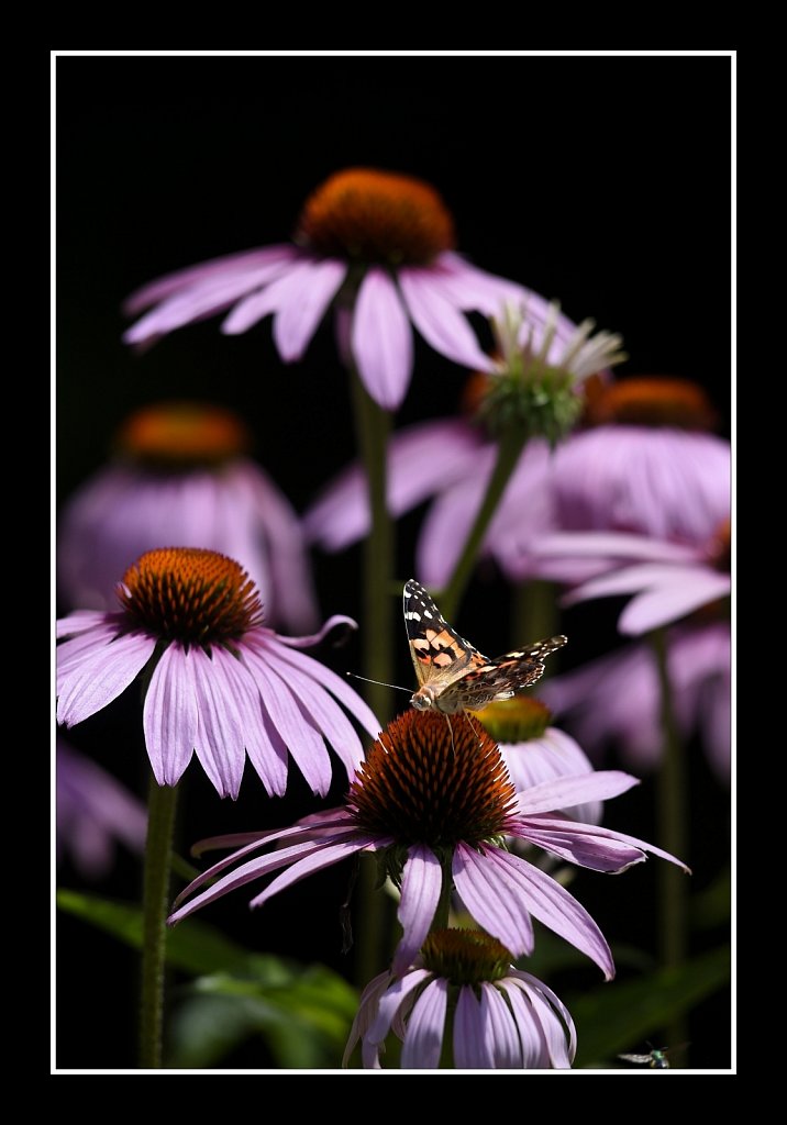 Painted Lady