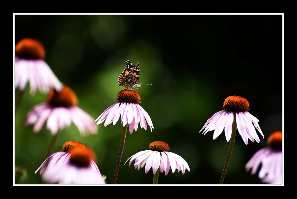 Painted Lady