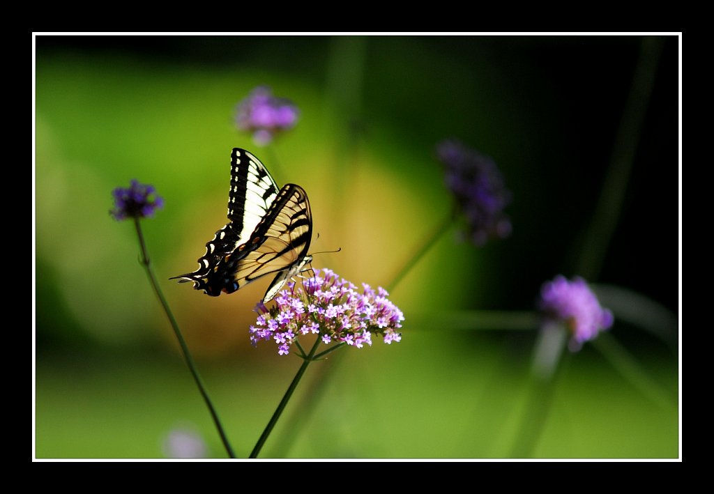 Eastern Tiger Swallowtail