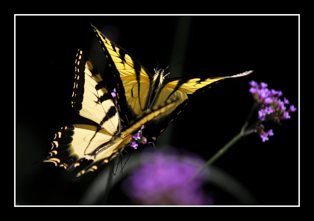 Eastern Tiger Swallowtail