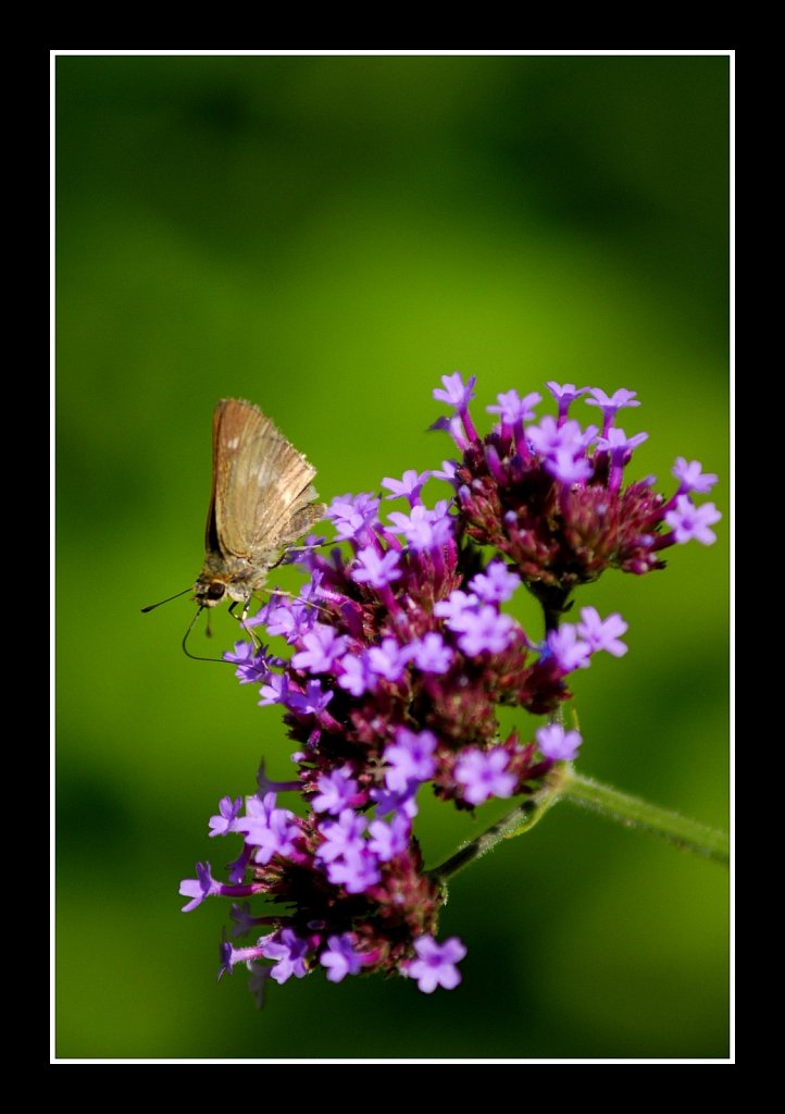 Broad-winged Skipper 