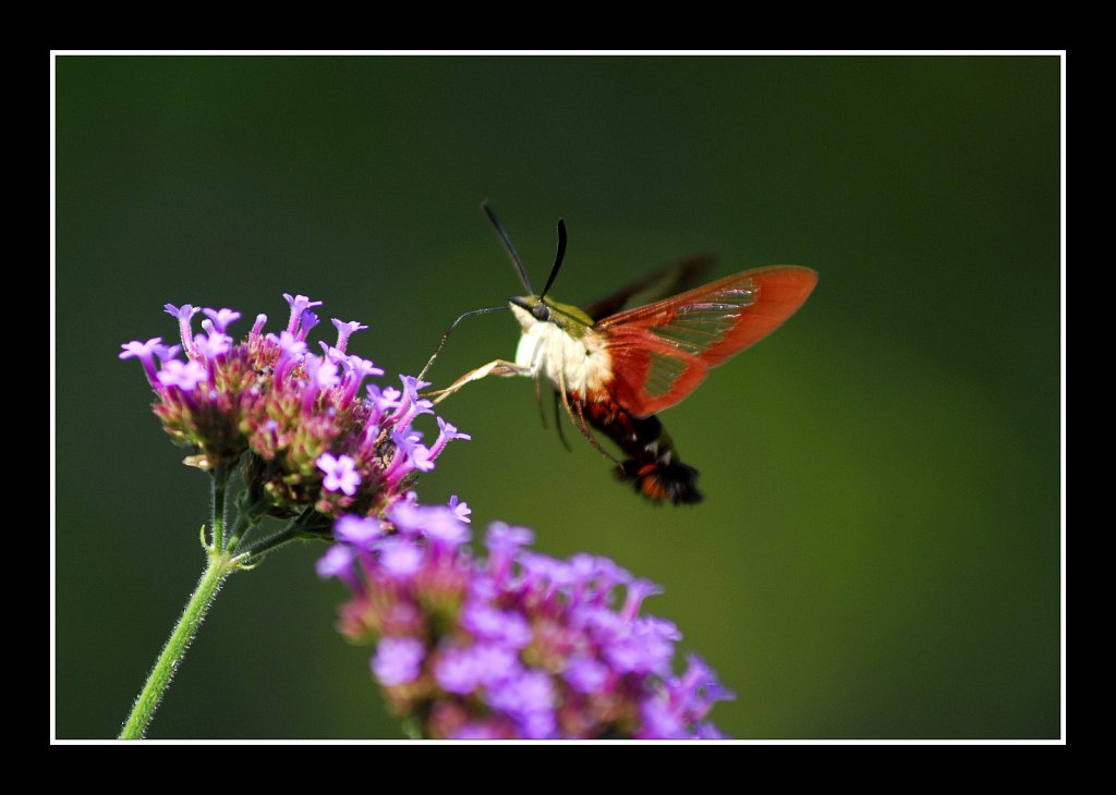 Hummingbird Moth 