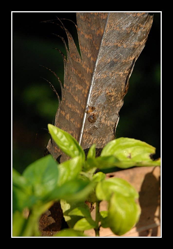 Turkey Feather