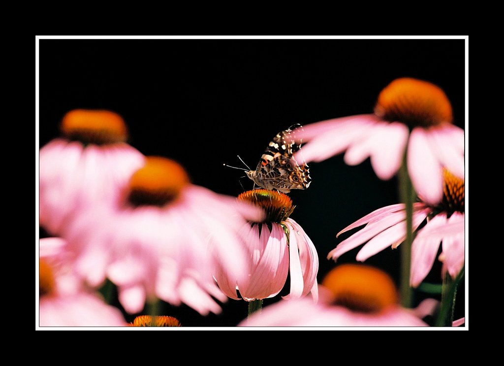 Painted Lady