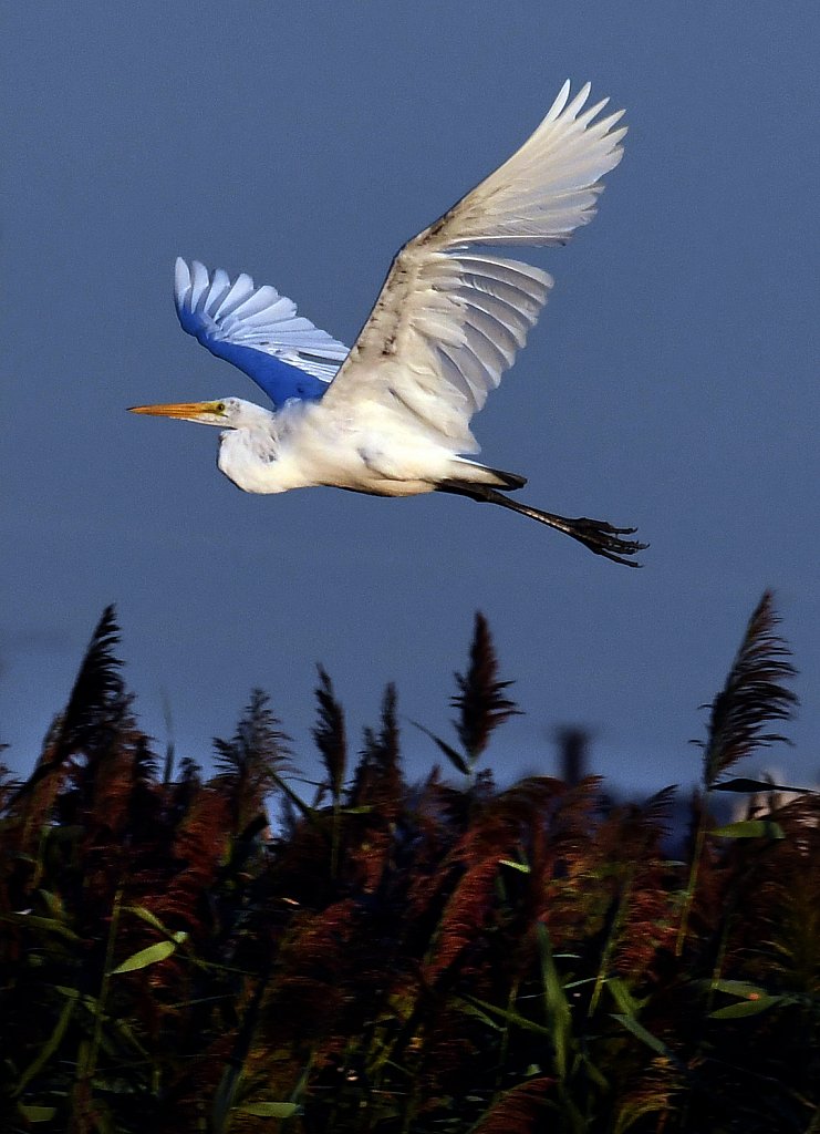 Birds of New Jersey