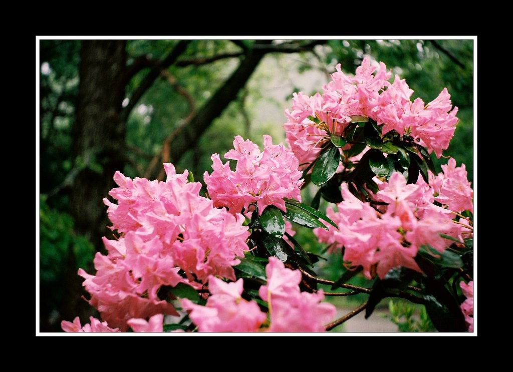 2019149F-Roll1-0763gigli-R1-08-7A-b.jpg