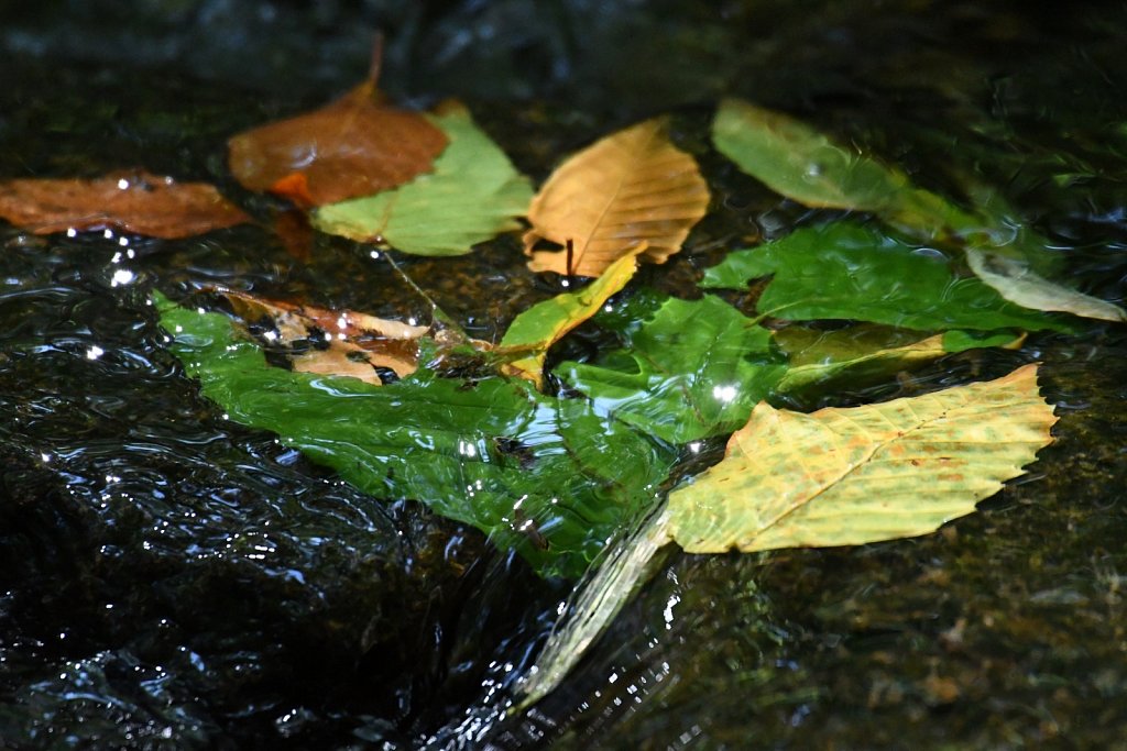 Jackson Brook- Heden County Park