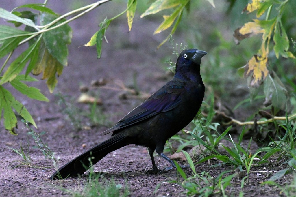 Common-Grackle4515.JPG