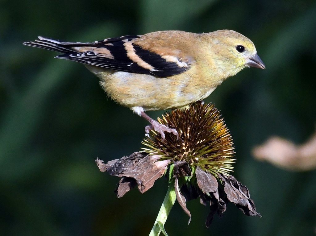 Goldfinch-Female-4632.JPG