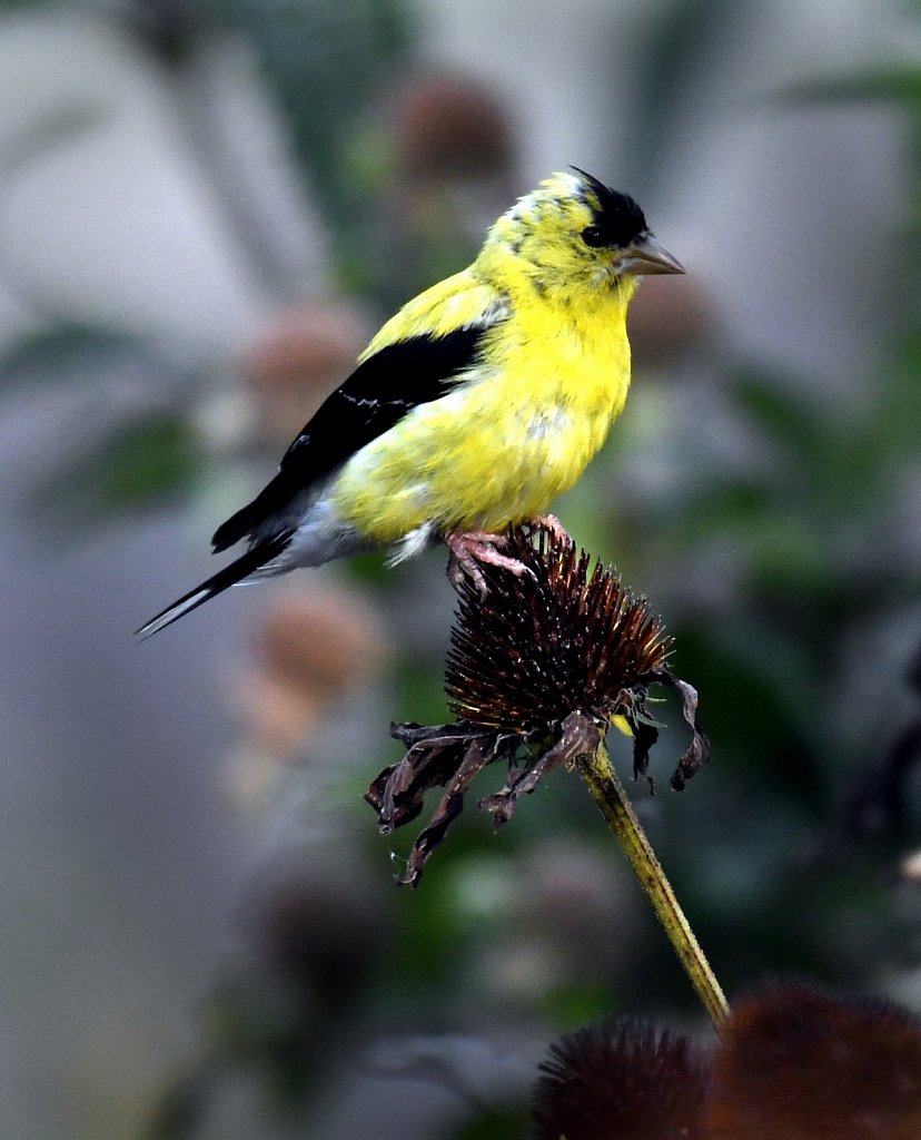 Goldfinch-male-4586.JPG