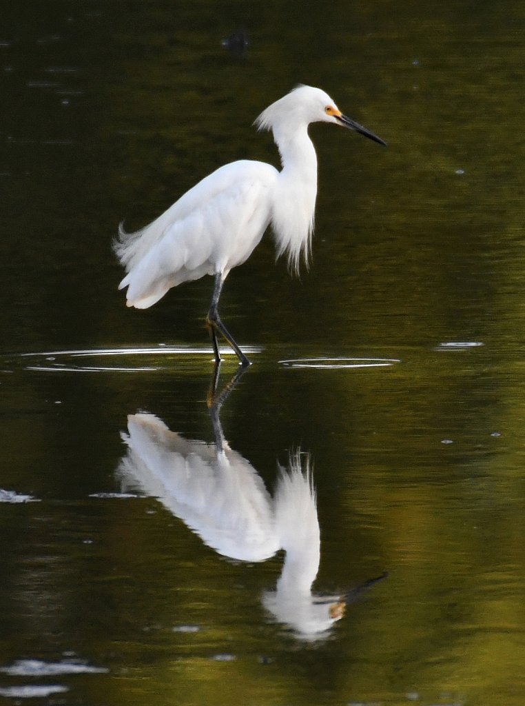 Snowy-Egret-4500-copy.jpg