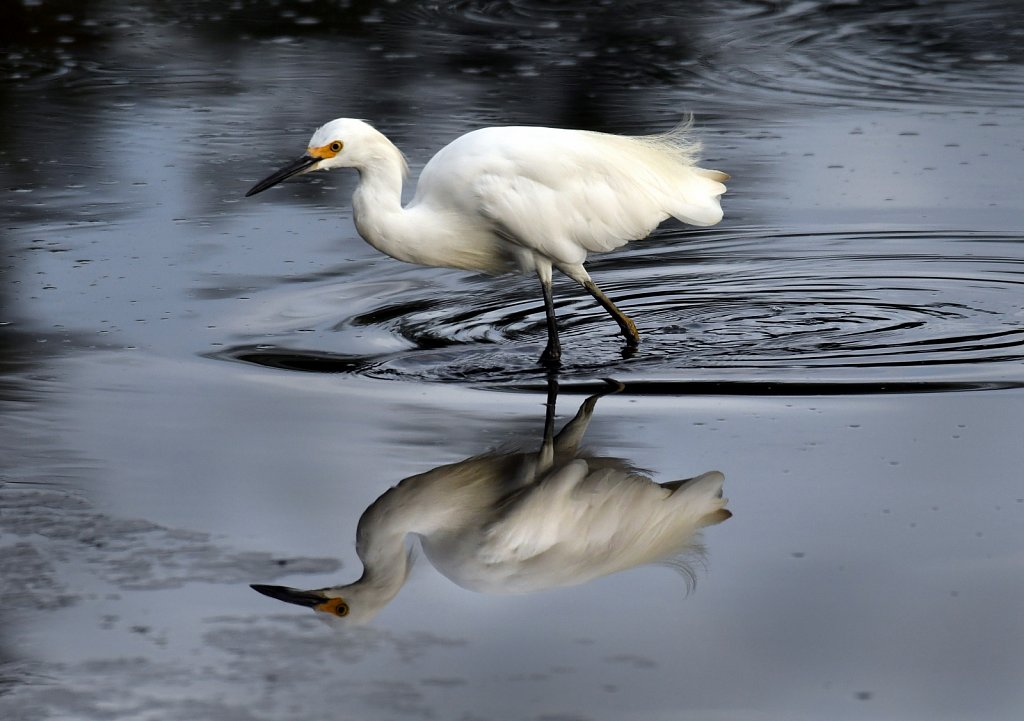 Snowy-Egret-4601.JPG