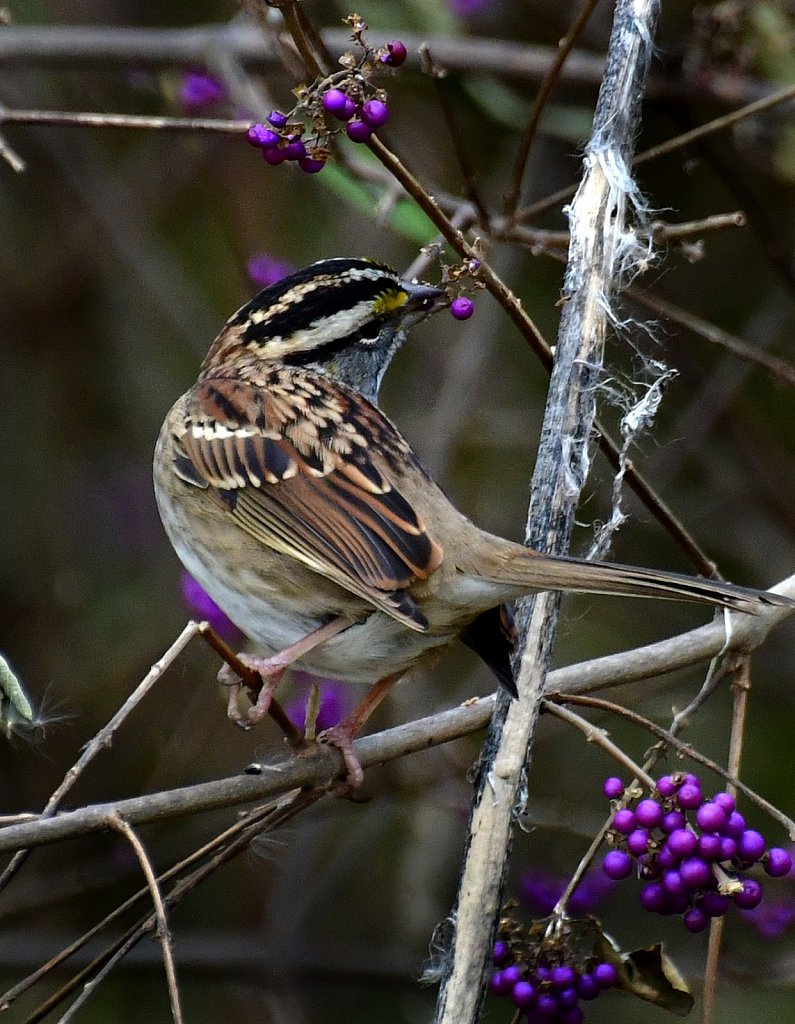 RG8-8377-Savannah-Sparrow.jpg