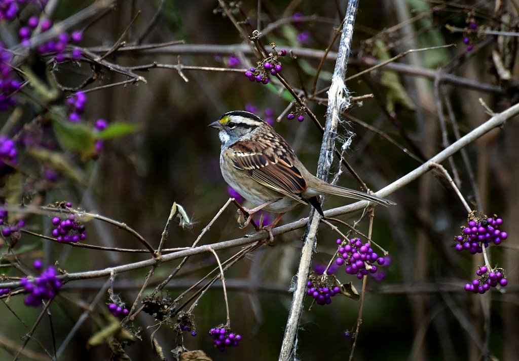 RG8-8378-Savannah-Sparrow.jpg