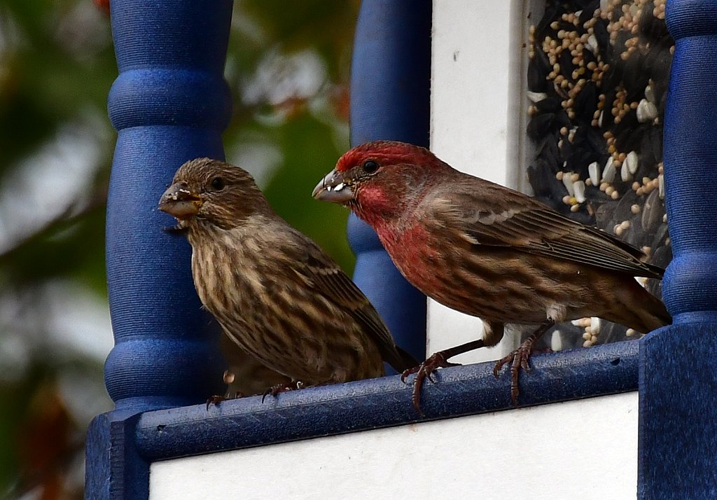 RG8-8402-House-Finch-Female-Male.jpg