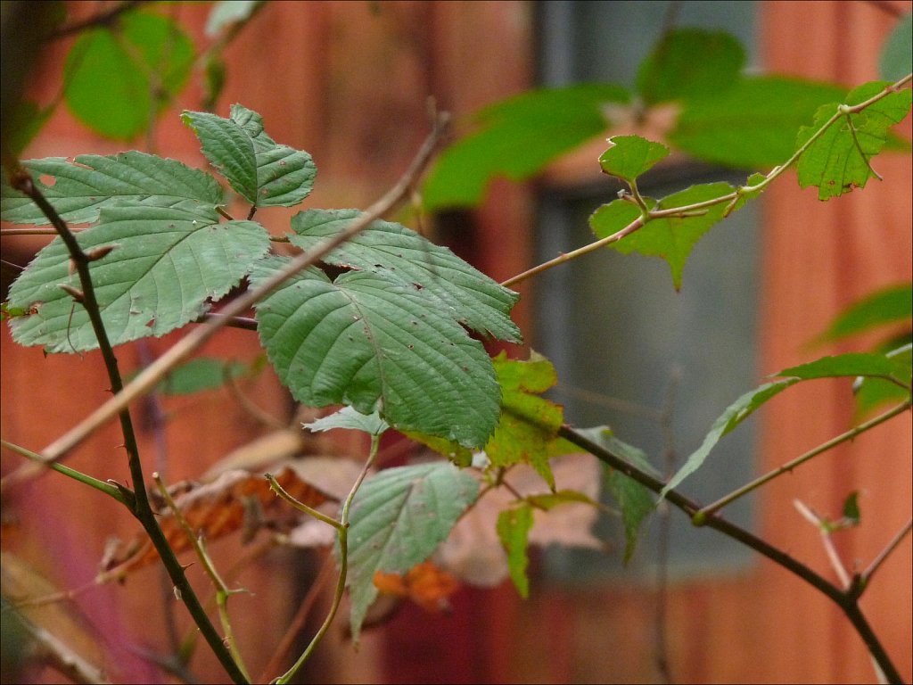 2019218F-P1090210.jpg