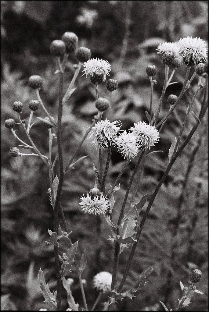 2019218F-Pentax-P30-Kodak-TMax-3200-17.jpg